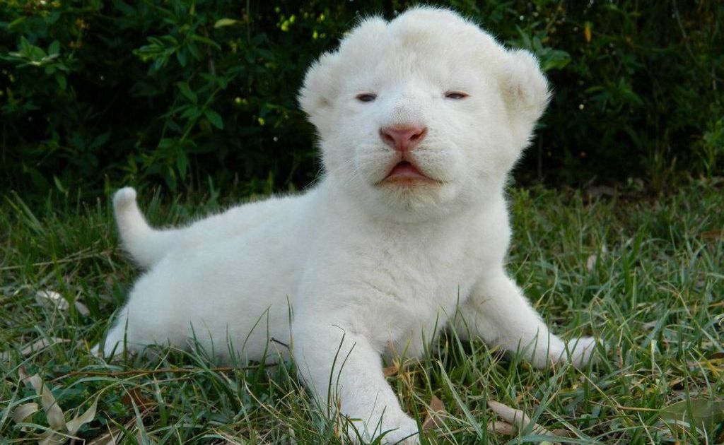 Kwanza, a white lion cub, is the latest addition to the Darling Downs Zoo family. Kwanza, a white lion cub, is the latest addition to the Darling Downs Zoo family.