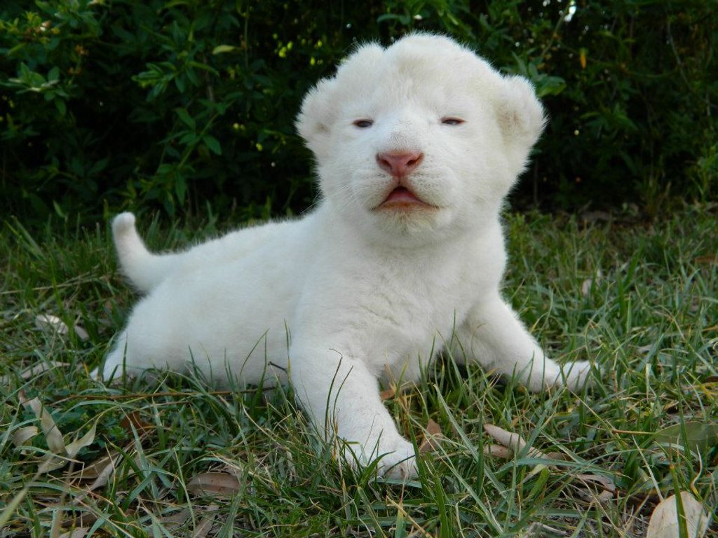 Kwanza, a white lion cub, is the latest addition to the Darling Downs Zoo family. Kwanza, a white lion cub, is the latest addition to the Darling Downs Zoo family.