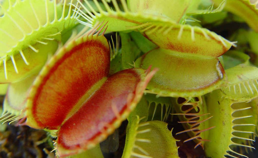 Venus Fly Traps are easy to grow, needing a minimum of four hours direct sunlight each day. Venus Fly Traps are easy to grow, needing a minimum of four hours direct sunlight each day.