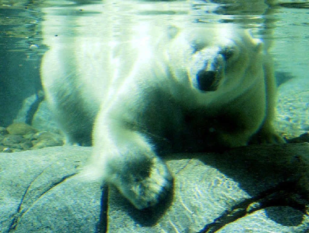 Polar Bears are one of the main animal attractions at Sea World. Polar Bears are one of the main animal attractions at Sea World.