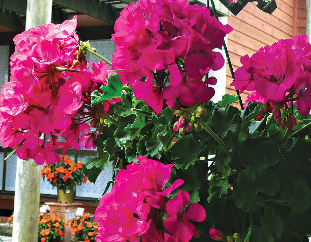 Pelargonium Survivor Pelargonium Survivor