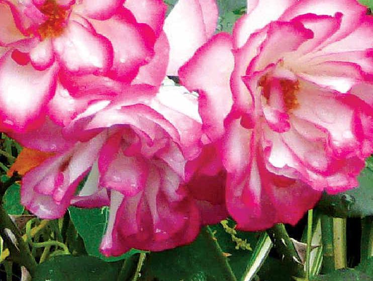 This lovely floribunda rose proves that Black Marvel works. This lovely floribunda rose proves that Black Marvel works.