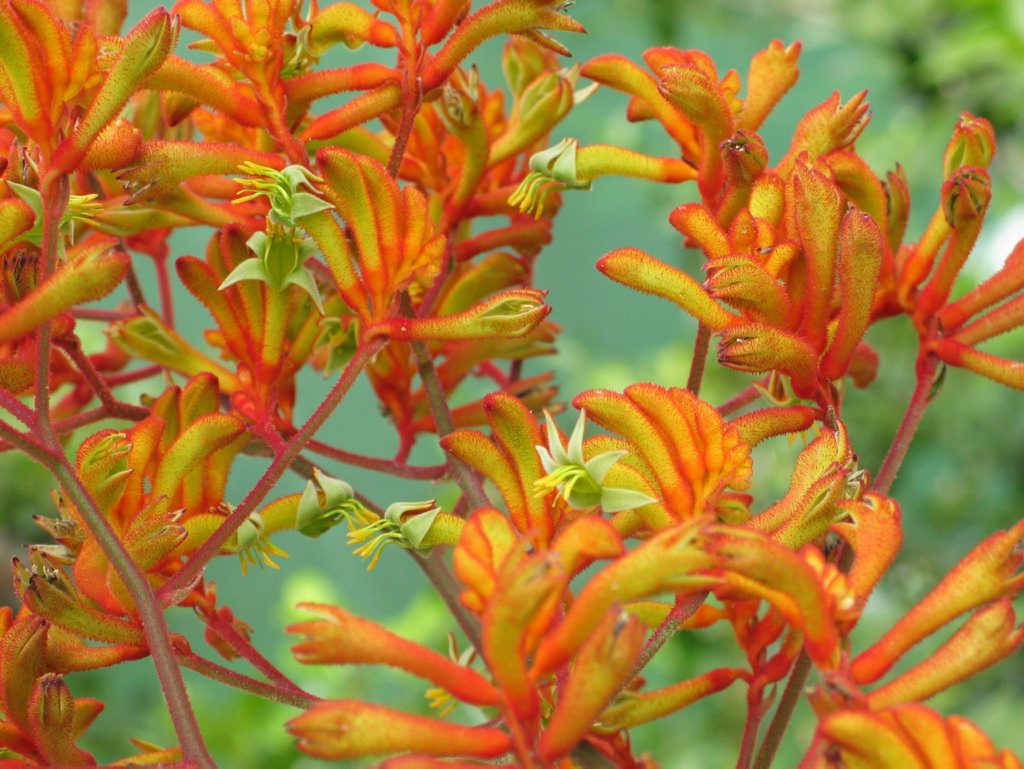 Anigozanthos (Kangaroo Paw) has a high resistance to fire. Anigozanthos (Kangaroo Paw) has a high resistance to fire.