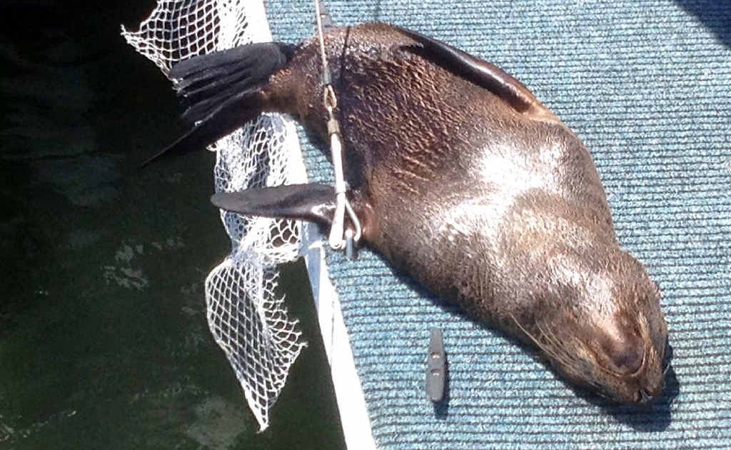 He may be a long way from home but this New Zealand fur seal appears to have found himself a new residence on the back deck of a houseboat in Carlo Creek. He may be a long way from home but this New Zealand fur seal appears to have found himself a new residence on the back deck of a houseboat in Carlo Creek.