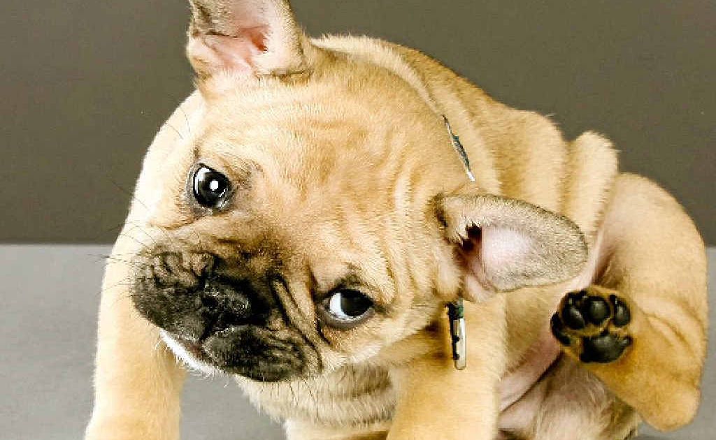 If your dog has fleas and spends time in the house, they act like a saltshaker, sprinkling your house with oval flea eggs. If your dog has fleas and spends time in the house, they act like a saltshaker, sprinkling your house with oval flea eggs.