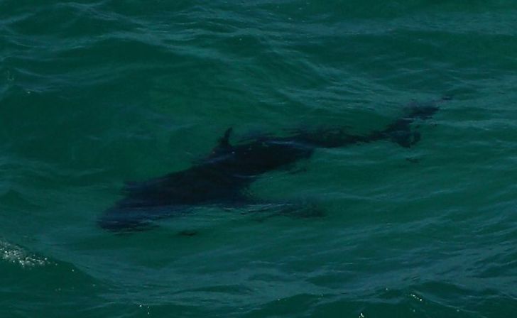 A MAN was nipped on the leg by what was believed to be a small shark off Mooloolaba today. A MAN was nipped on the leg by what was believed to be a small shark off Mooloolaba today.