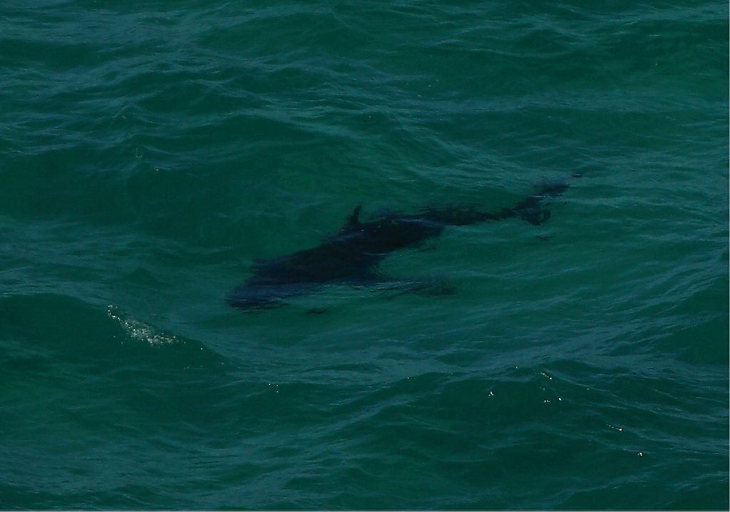 A MAN was nipped on the leg by what was believed to be a small shark off Mooloolaba today. A MAN was nipped on the leg by what was believed to be a small shark off Mooloolaba today.