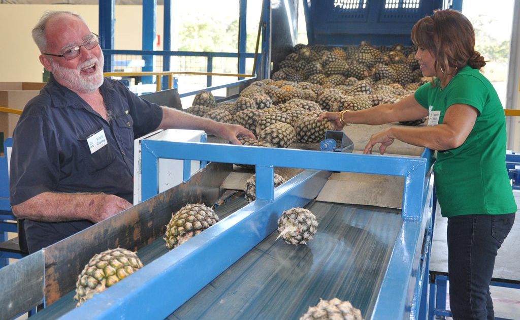 Pineapples on the assembly line at Tropical Pineapples at Yeppoon. Pineapples on the assembly line at Tropical Pineapples at Yeppoon.