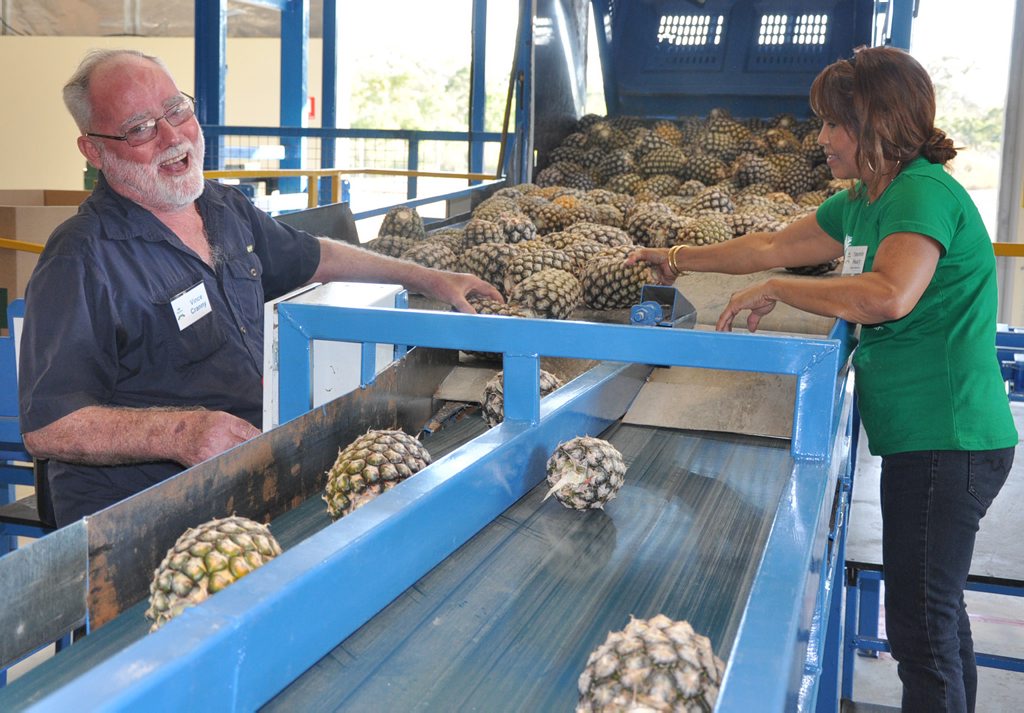 Pineapples on the assembly line at Tropical Pineapples at Yeppoon. Pineapples on the assembly line at Tropical Pineapples at Yeppoon.