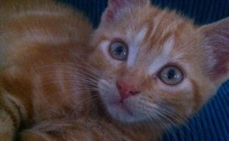 Maya is a very loving and playful kitten who is always keen to entertain you. Maya is a very loving and playful kitten who is always keen to entertain you.