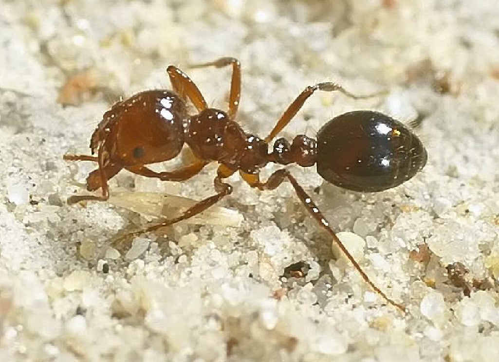 FIRE ANT THREAT: Fire ants have been found in Forest Hill, ringing alarm bells for the Lockyer Valley. FIRE ANT THREAT: Fire ants have been found in Forest Hill, ringing alarm bells for the Lockyer Valley.