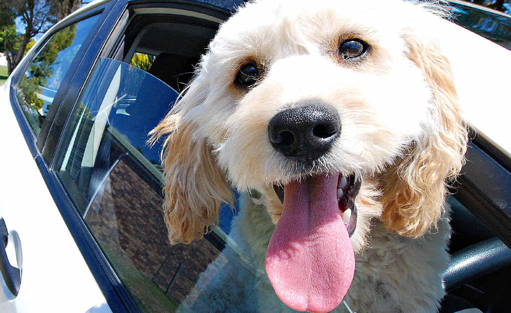 The RSPCA says dogs should never be left in cars. The RSPCA says dogs should never be left in cars.