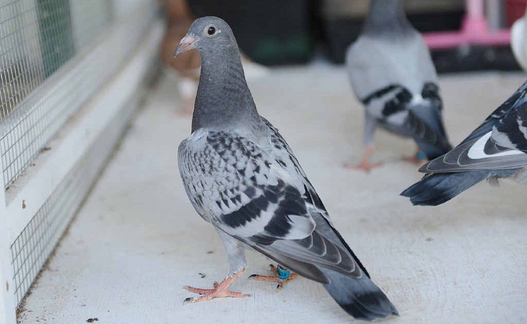 Young racing pigeons at Gympie Southside are likely to be immunised after the lifting of disease rules. Young racing pigeons at Gympie Southside are likely to be immunised after the lifting of disease rules.