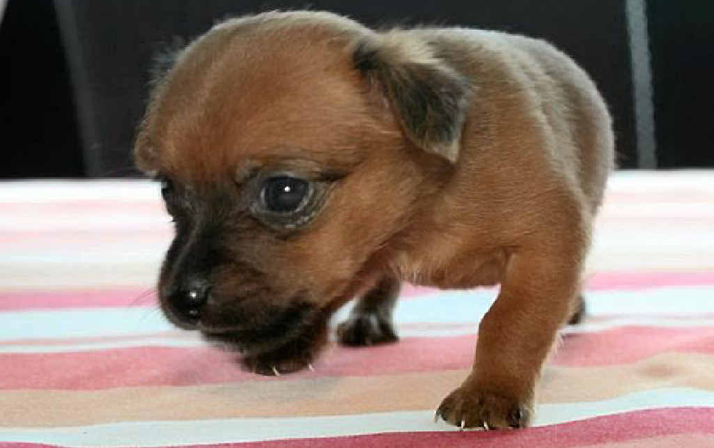 DOG DAY AFTERNOON: Keep your dog vaccinated from parvovirus in time for summer. DOG DAY AFTERNOON: Keep your dog vaccinated from parvovirus in time for summer.
