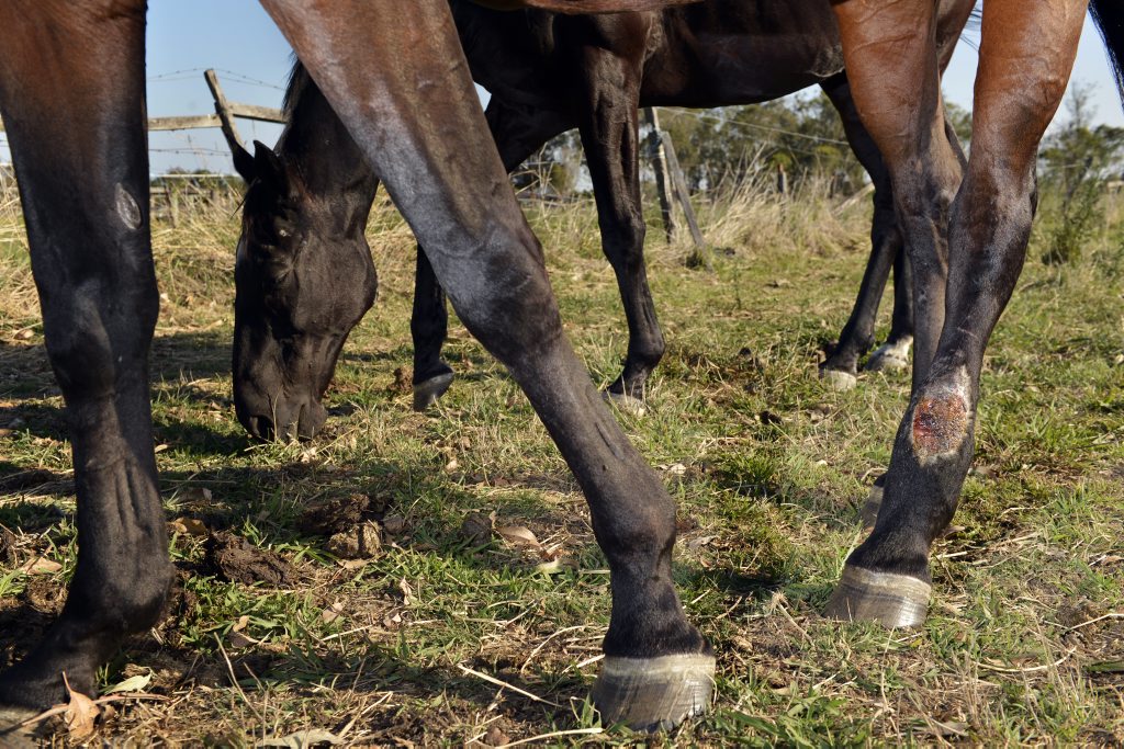 A wound heals on Promise's hind leg while she and Jet graze in a Thagoona paddock. Amanda Vella founded Save A Horse, a horse rescue and sanctuary charity who rescue poorly treated and emaciated horses from the slaughter yard. Photo: Claudia Baxter / The Queensland Times A wound heals on Promise's hind leg while she and Jet graze in a Thagoona paddock. Amanda Vella founded Save A Horse, a horse rescue and sanctuary charity who rescue poorly treated and emaciated horses from the slaughter yard. Photo: Claudia Baxter / The Queensland Times