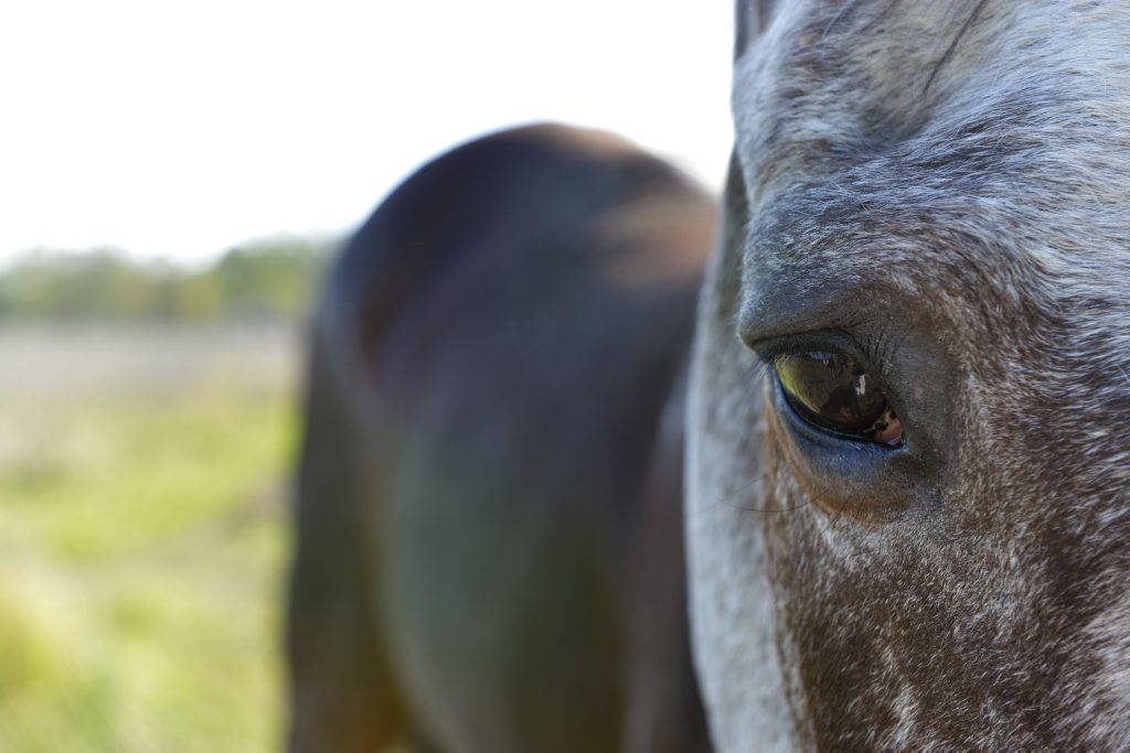 Rescue horse Chyanne grazes in a Thagoona paddock. Amanda Vella founded Save A Horse, a horse rescue and sanctuary charity who rescue poorly treated and emaciated horses from the slaughter yard. Photo: Claudia Baxter / The Queensland Times Rescue horse Chyanne grazes in a Thagoona paddock. Amanda Vella founded Save A Horse, a horse rescue and sanctuary charity who rescue poorly treated and emaciated horses from the slaughter yard. Photo: Claudia Baxter / The Queensland Times