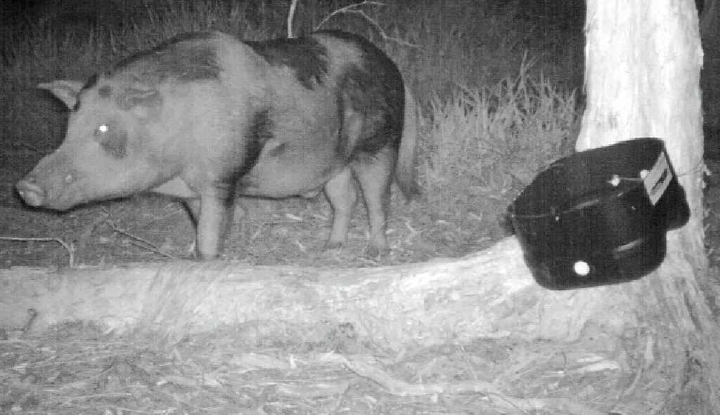 Photos of feral pigs in the Northern Rivers. Photos of feral pigs in the Northern Rivers.