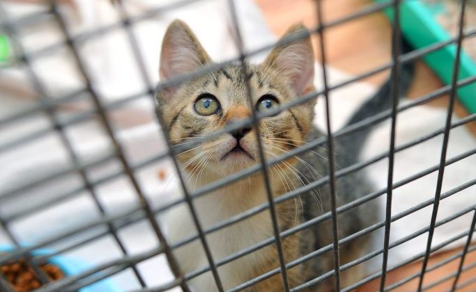 BAD IDEA: RSPCA warns people against buying pets as Christmas presents. Photo: Max Fleet / NewsMail BAD IDEA: RSPCA warns people against buying pets as Christmas presents. Photo: Max Fleet / NewsMail