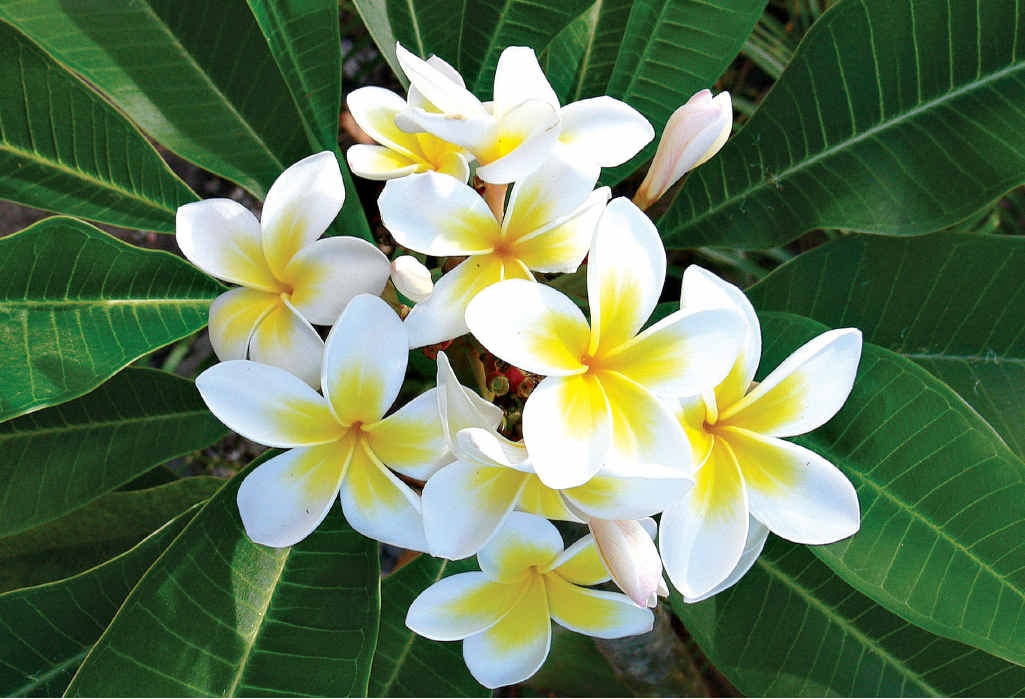 Frangipanis make delightful garden or tub specimens and thrive in a sunny situation. Frangipanis make delightful garden or tub specimens and thrive in a sunny situation.