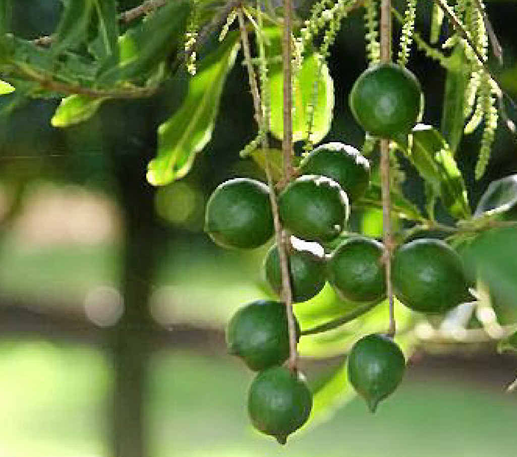 Northern Rivers macadamia farmers say ex-tropical cyclone Oswald has left them $20m out of pocket. Northern Rivers macadamia farmers say ex-tropical cyclone Oswald has left them $20m out of pocket.