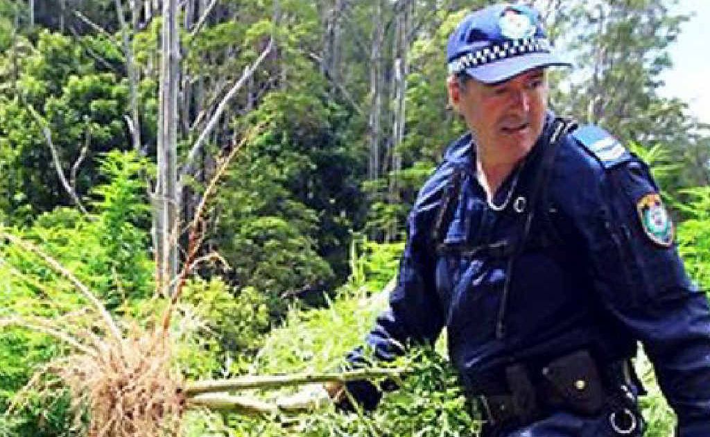 Police believe they spooked the growers of a cannabis crop at Kalang as they harvested their plants. Police believe they spooked the growers of a cannabis crop at Kalang as they harvested their plants.
