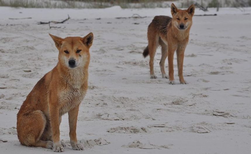 Fraser Island dingoes. Fraser Island dingoes.