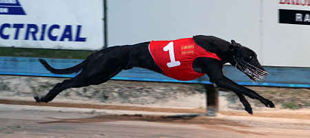 Greyhound High Earner Greyhound High Earner