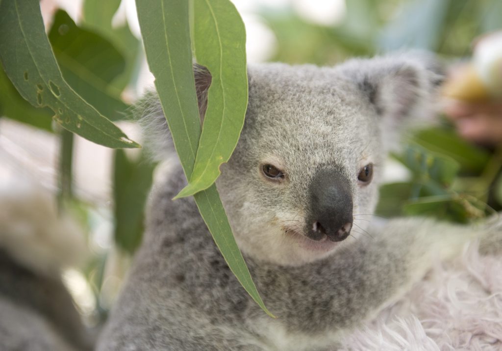 Changes to Steve Irwin Way could threaten 75 hectares of prime koala habitat. Changes to Steve Irwin Way could threaten 75 hectares of prime koala habitat.