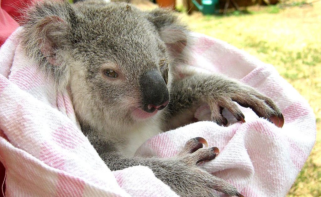 Baby koala rescued after dog kills its mother Fraser Coast Chronicle