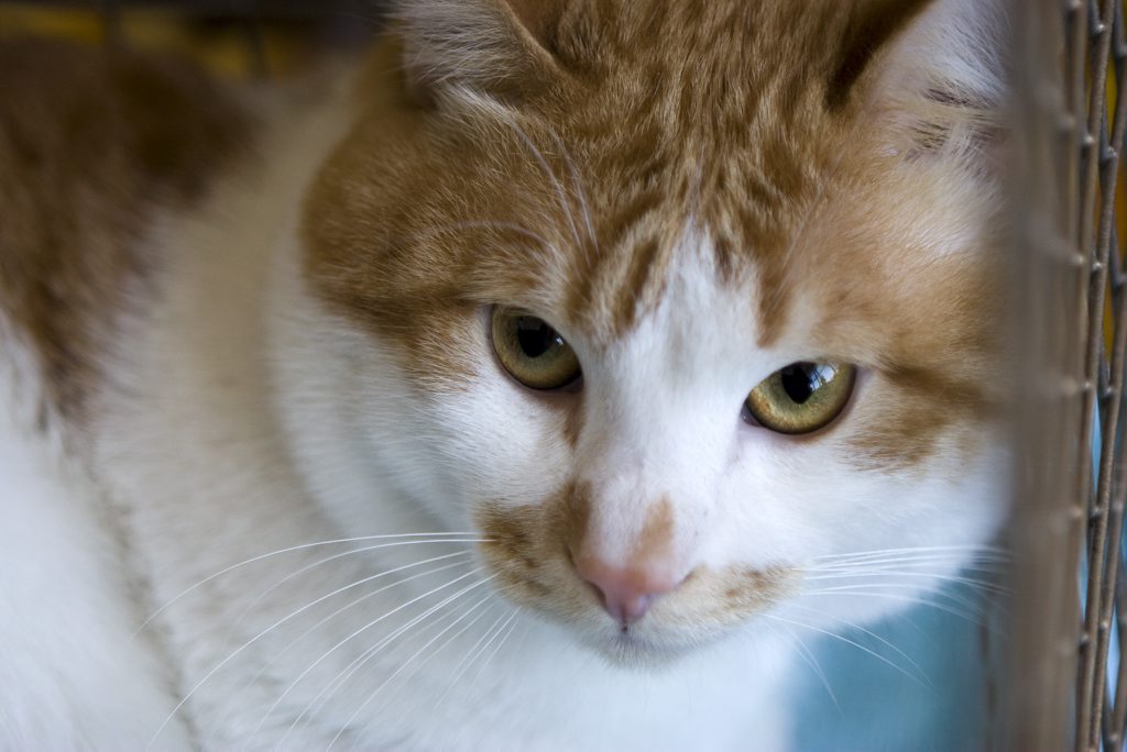 Requirements to register cats will remain in the Gladstone council area. Requirements to register cats will remain in the Gladstone council area.