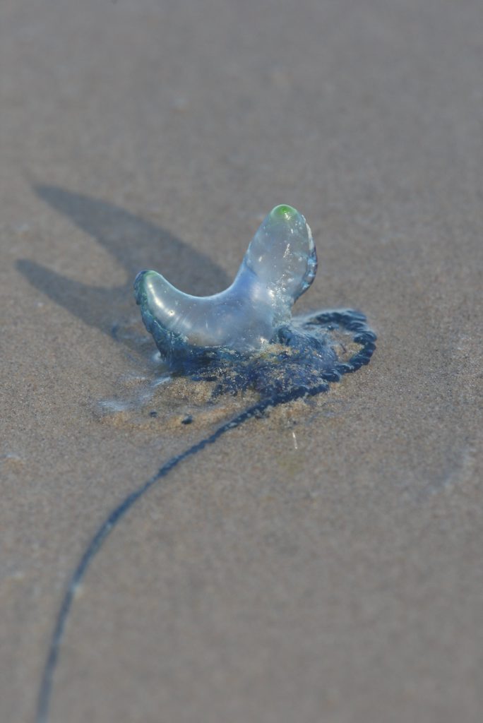 WATCH OUT: There has been an unwelcome increase in jellyfish in the Wide Bay region. WATCH OUT: There has been an unwelcome increase in jellyfish in the Wide Bay region.
