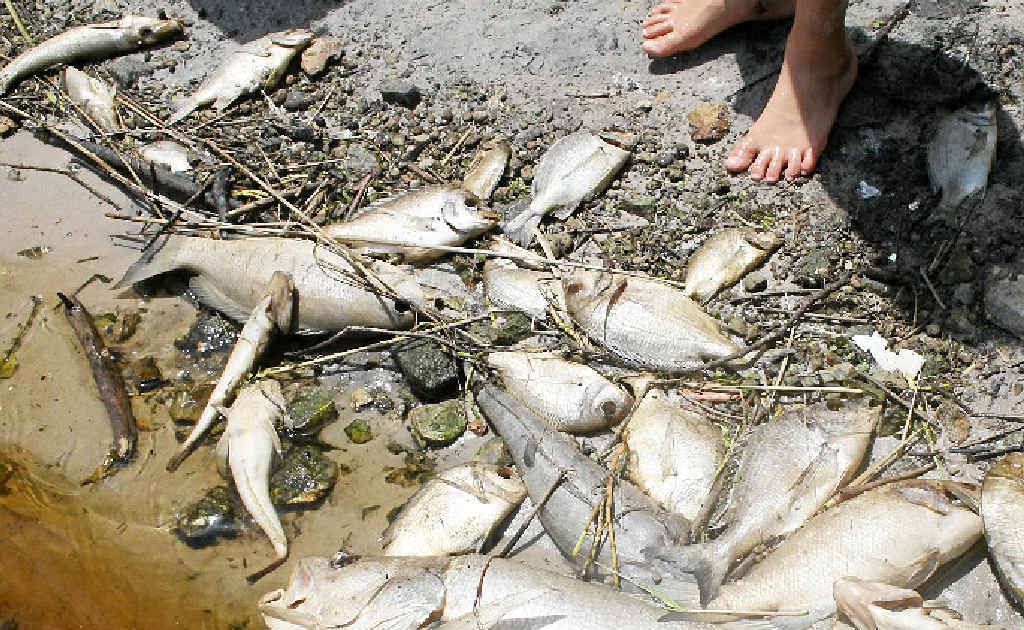 Fish kill at Tallow tea tree lake on Saturday. Supplied picture Fish kill at Tallow tea tree lake on Saturday. Supplied picture