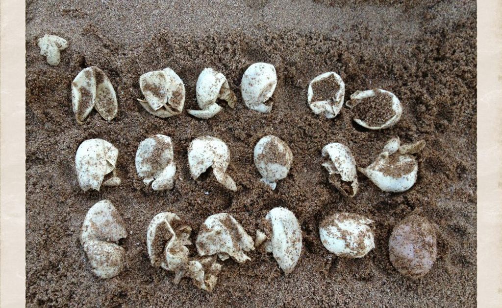 Find brings delight amid plummeting turtle eggs stocks Fraser Coast