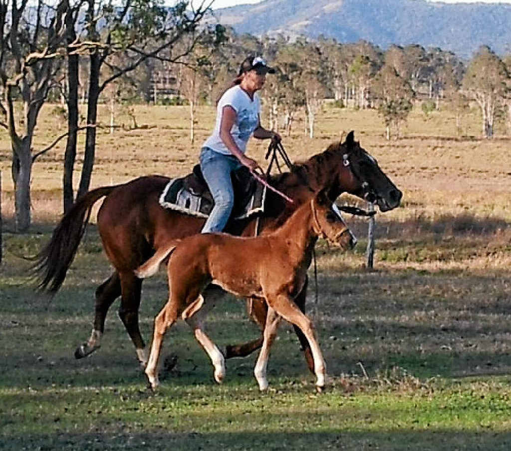 Louise Louden already has foal Ruby following her barrel racing mother’ Zena’s footsteps. Louise Louden already has foal Ruby following her barrel racing mother’ Zena’s footsteps.