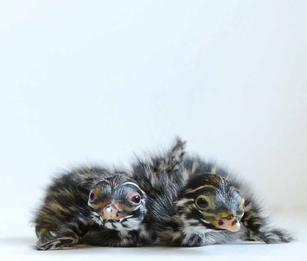 SHAKY START: Australasian grebes that hatched at the RSPCA campus at Wacol over Christmas and Boxing Day. SHAKY START: Australasian grebes that hatched at the RSPCA campus at Wacol over Christmas and Boxing Day.