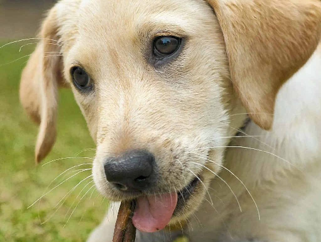 Exercise more and eat less is surely the most common pledge that we can easily share with our pets. Exercise more and eat less is surely the most common pledge that we can easily share with our pets.