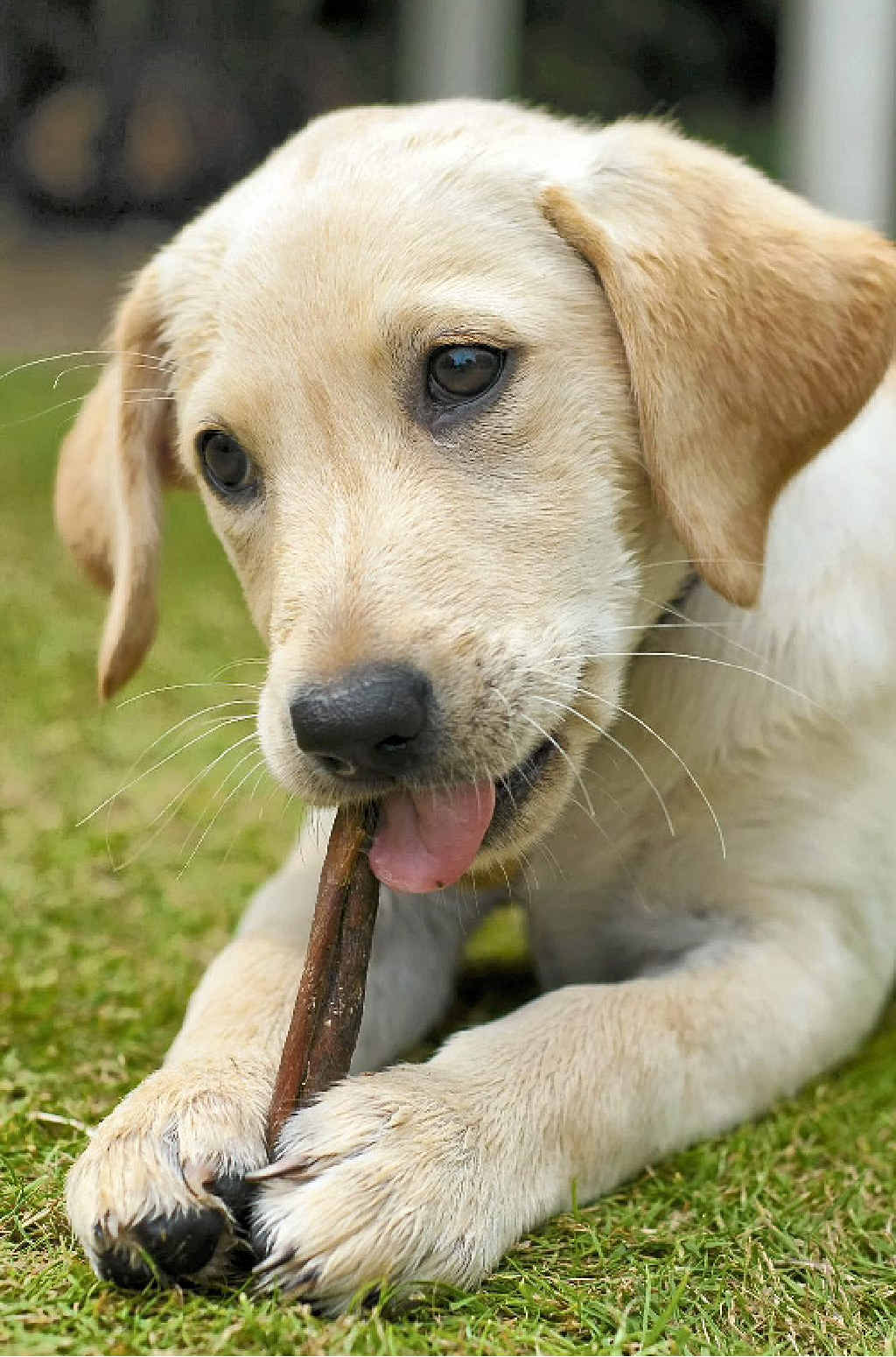 Exercise more and eat less is surely the most common pledge that we can easily share with our pets. Exercise more and eat less is surely the most common pledge that we can easily share with our pets.