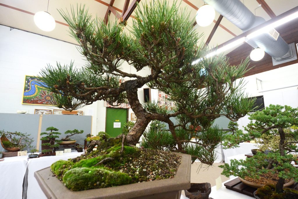 10 things to do this Carnival of Flowers weekend Chronicle