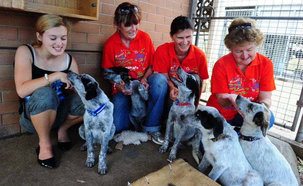 RSCA Gladstone volunteers Tisha Roberts, Jan Boyne, Rita D'Arcy and Fay Jackson, with five puppies who are up for adoption. RSCA Gladstone volunteers Tisha Roberts, Jan Boyne, Rita D'Arcy and Fay Jackson, with five puppies who are up for adoption.