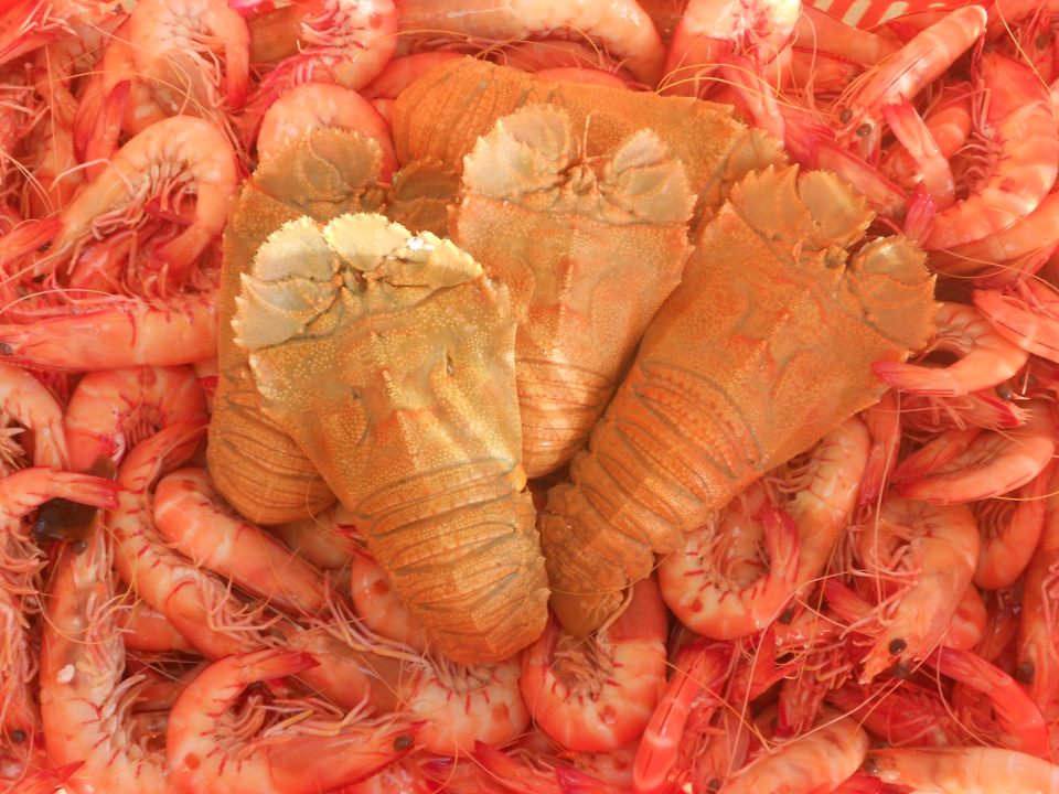 Literally tonnes of seafood to be tasted at Hervey Bay Seafood festival