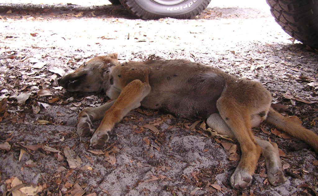 The death of two six-month-old dingo pups in the car park at Lake McKenzie on Fraser Island is being investigated. The death of two six-month-old dingo pups in the car park at Lake McKenzie on Fraser Island is being investigated.