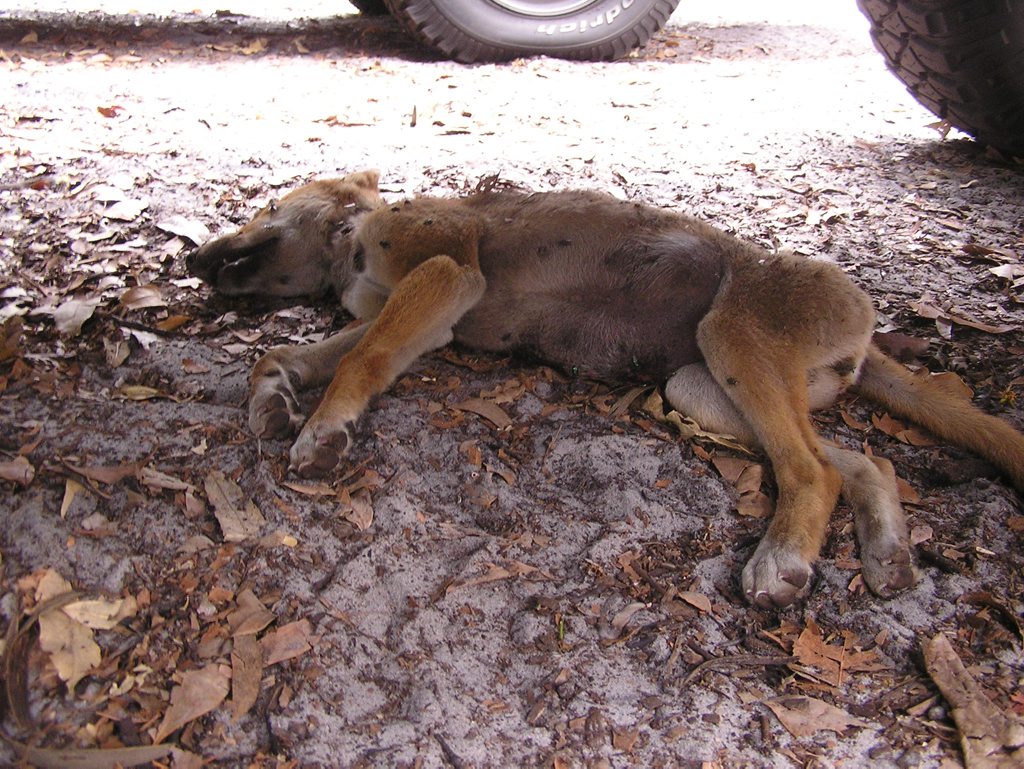 The death of two six-month-old dingo pups in the car park at Lake McKenzie on Fraser Island is being investigated.