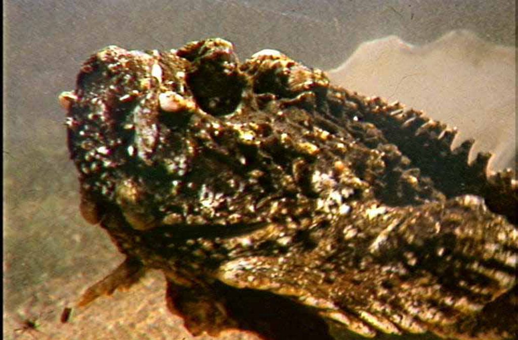 Stonefish Photo Contributed Stonefish Photo Contributed