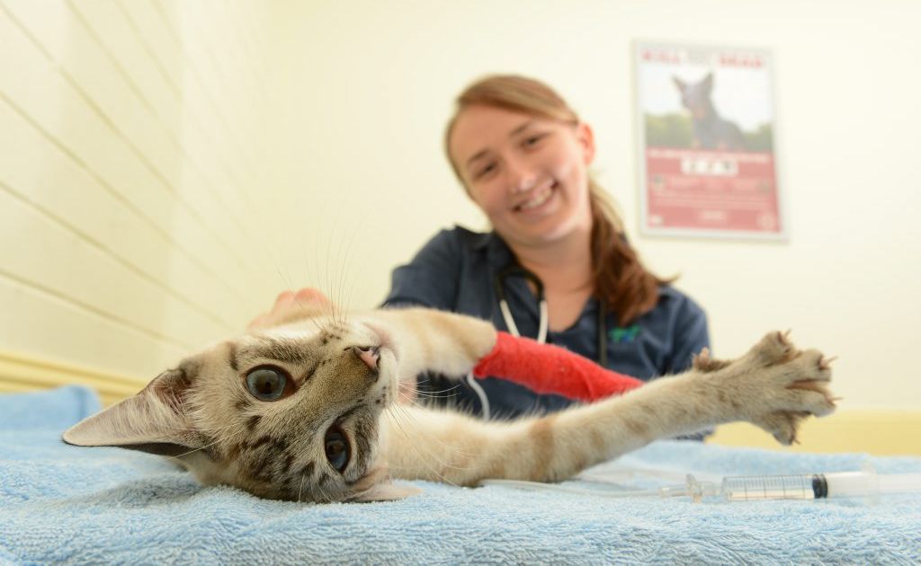 Vet Roxanne Fraser with siamese cat Syd Hollywood which has recovered from two paralysis ticks at Booval Veterinary Hospital. Vet Roxanne Fraser with siamese cat Syd Hollywood which has recovered from two paralysis ticks at Booval Veterinary Hospital.