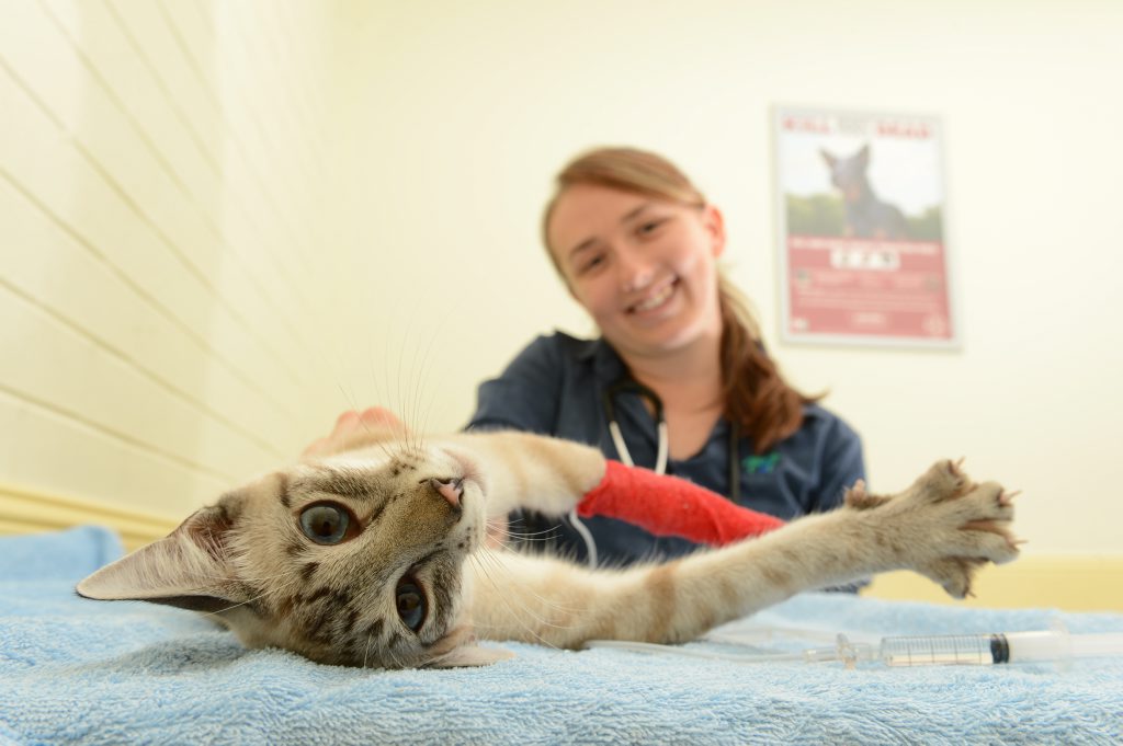 Vet Roxanne Fraser with siamese cat Syd Hollywood which has recovered from two paralysis ticks at Booval Veterinary Hospital. Vet Roxanne Fraser with siamese cat Syd Hollywood which has recovered from two paralysis ticks at Booval Veterinary Hospital.