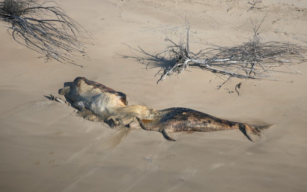 An adult sperm whale carcass washed up on Curtis island. An adult sperm whale carcass washed up on Curtis island.