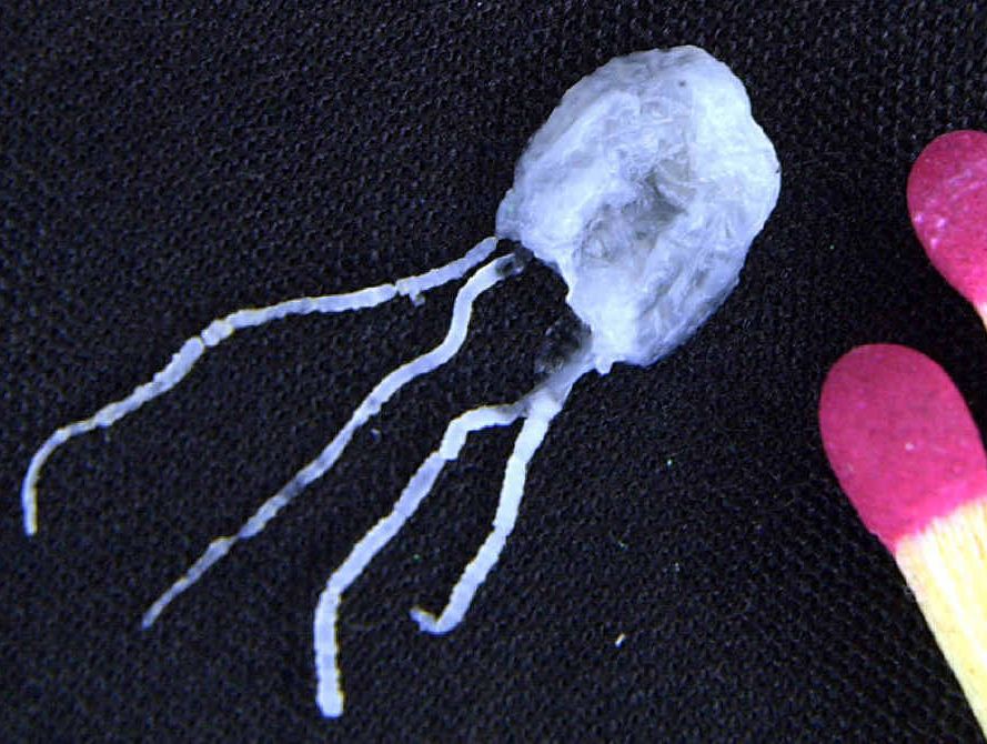 A tiny but fully grown deadly Irukandji jellyfish is placed next to match sticks to provide a size comparison in this photo taken at James Cook University in Cairns. A tiny but fully grown deadly Irukandji jellyfish is placed next to match sticks to provide a size comparison in this photo taken at James Cook University in Cairns.