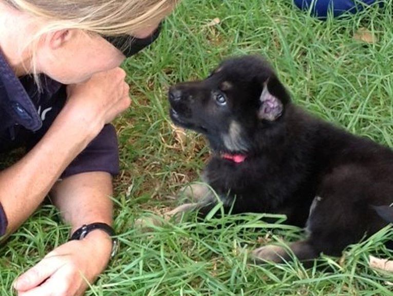 NSW police puppy NSW police puppy