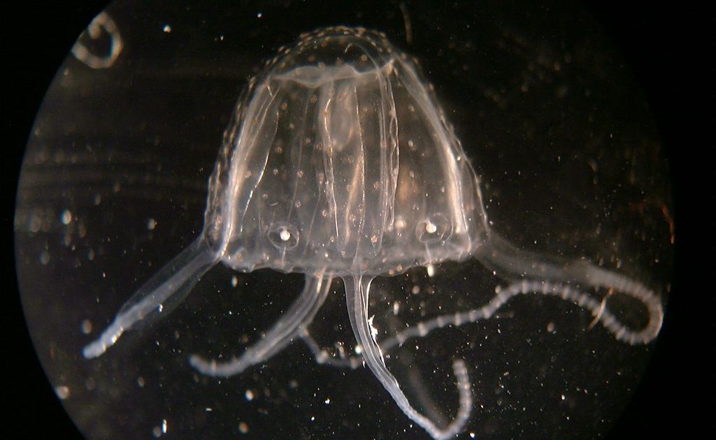 A woman has been transported to hospital with a suspected Irukandji jellyfish sting. A woman has been transported to hospital with a suspected Irukandji jellyfish sting.