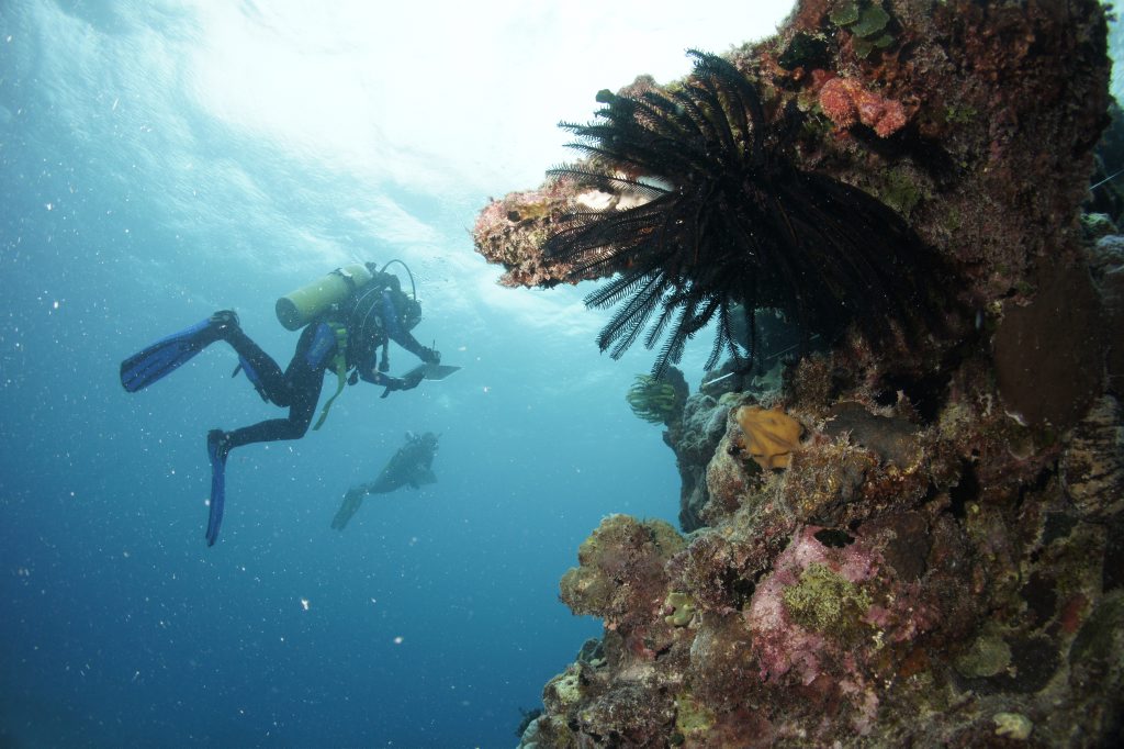 Divers survey the Great Barrier Reef Divers survey the Great Barrier Reef